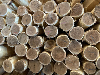 Robinia Child - ø 10 - 12 CM - Lands End B.V.