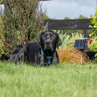 S6 Solar Electric Fence Energizer - incl. Lithium Battery (3.2 V - 6 Ah) - Lands End B.V.