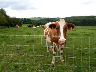Prairie Crapal Heavy 80cm - 50m - 80/8/15 - 3.7/3.0mm - Lands End B.V.